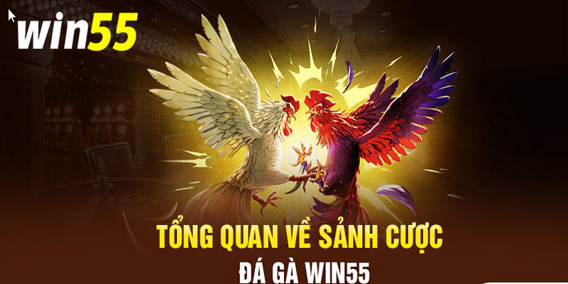 Đá gà Win55 sân chơi chuyên nghiệp phát trực tiếp tất cả giải đấu nhanh và chính xác