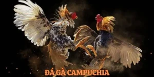 Tham Gia Đá Gà Campuchia Cực Đỉnh – Cá Cược Uy Tín Tại BJ88