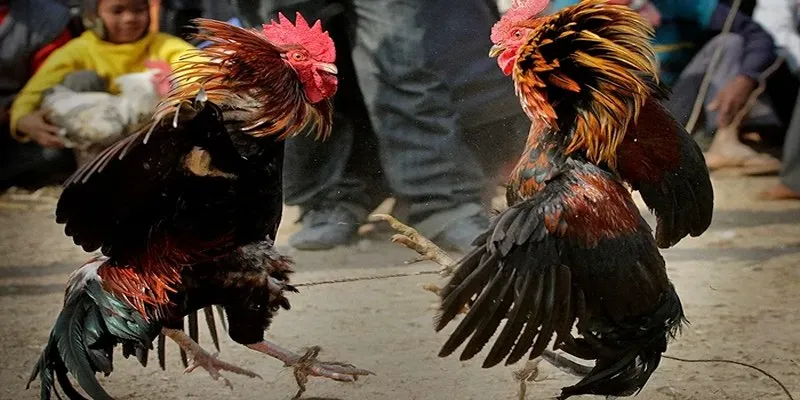 Kinh nghiệm soi kèo đá gà đòn từ các cao thủ nhà cái kuwin